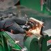 Шлифмашинка угловая пневматическая 60мм Mini (болгарка, пневмоболгарка) TOPTUL KASC0318
